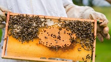Imagem de Pior ano de sempre na produção de mel na Madeira