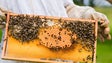 Pior ano de sempre na produção de mel na Madeira