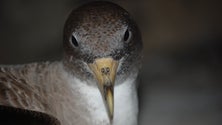 Imagem de Madeira vai ter Centro de Recuperação para Aves Feridas