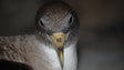 Madeira vai ter Centro de Recuperação para Aves Feridas
