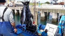 Imagem de Portugal esgotou a quota de pesca de atum patudo