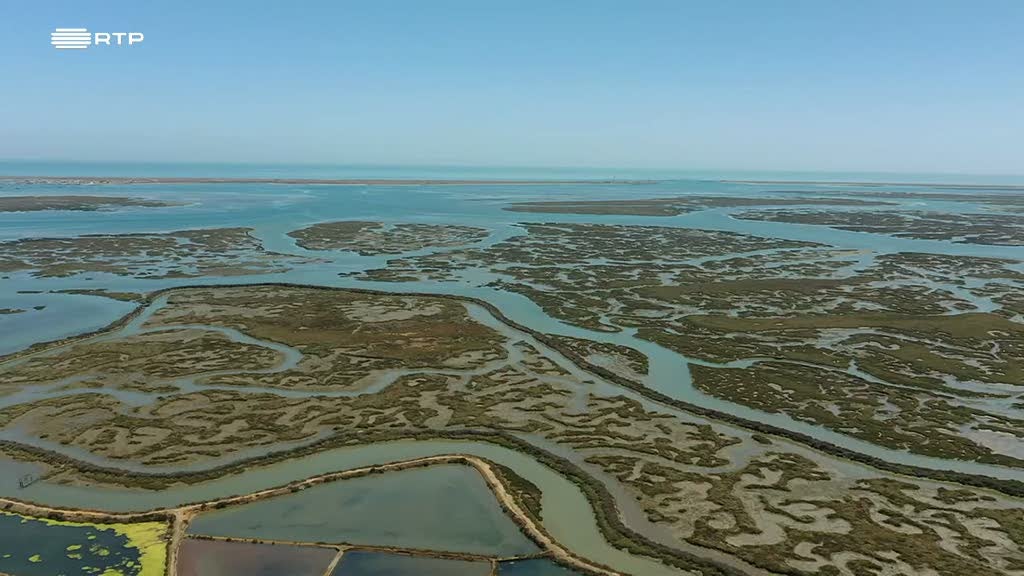 Algarve company develops "diet" for cod aquaculture production