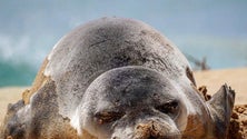Imagem de Cria de Lobo Marinho não voltou ao areal do Porto Santo