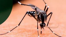 Imagem de Calor faz aumentar população do mosquito que é vetor da dengue (áudio)