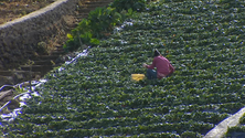 Imagem de Estatuto da agricultura familiar será difícil na Madeira (vídeo)