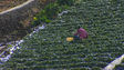 Estatuto da agricultura familiar será difícil na Madeira (vídeo)