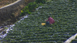 Imagem de Estatuto da agricultura familiar será difícil na Madeira (vídeo)