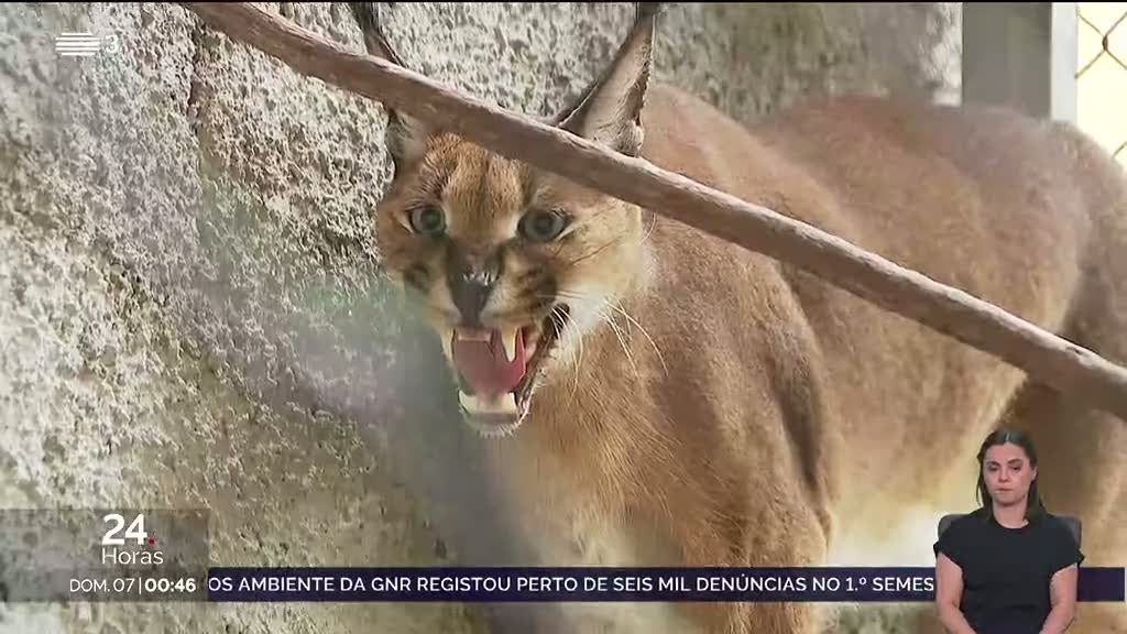 Lince em casa na Madeira. Aberto um processo de contraordenação