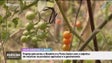 Imagem de Investigadores do «Mais Madeira à Mesa» defendem pagamento do preço justo aos agricultores (vídeo)