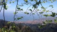 Governo da Madeira quer fazer crescer a floresta da região