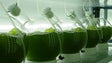 Imagem de Projeto da biotecnologia marinha pretende valorizar uso das algas marinhas na Macaronésia