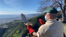 Imagem de IFCN devolve aves à natureza