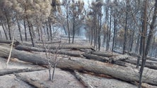 Imagem de «Freguesias da Ponta do Pargo e dos Prazeres tiveram situações muito graves» (áudio)