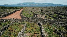 Imagem de Falta de mão de obra condiciona expansão da vinha no Pico (Som)