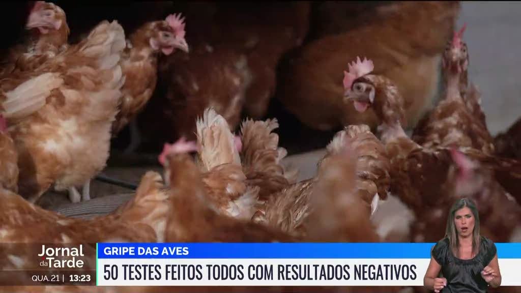 Gripa das aves. Afastado perigo de transmissão