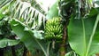 Imagem de Produtores de banana queixam-se do seguro de colheita (Vídeo)