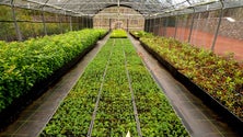 Viveiro florestal das Fontinhas produz plantas para a ilha Terceira (Vídeo)