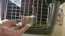 Imagem de Governo vai criar política de sensibilização para a adoção de animais de companhia