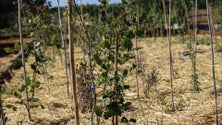 Imagem de Floresta Miyawaki no Algarve pode ajudar a combater a seca