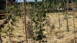 Imagem de Floresta Miyawaki no Algarve pode ajudar a combater a seca