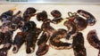 GNR apreende 157 quilos de pepinos-do-mar no Caniçal