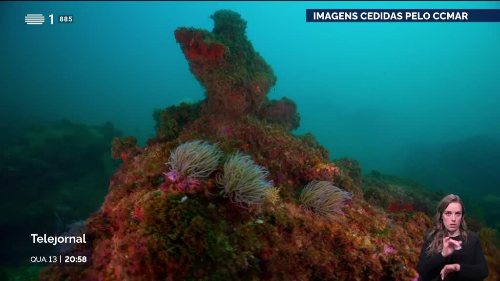 Proteger corais. Cientistas algarvios pedem adoção de corais