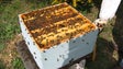 Governo Regional entrega 130 enxames a 22 apicultores da Região