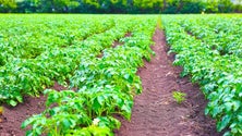 Imagem de Produção agrícola na Madeira cresceu