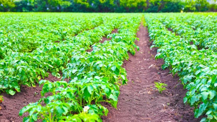 Imagem de Produção agrícola na Madeira cresceu