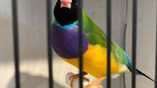 Imagem de Campeonato Regional de Ornitologia contou com mais de mil aves