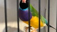 Imagem de Campeonato Regional de Ornitologia contou com mais de mil aves