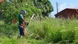 Proprietários obrigados a manter terrenos limpos durante todo o ano (Vídeo)