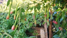 Imagem de Madeira espera receber 2 milhões de euros de Bruxelas para erradicar o maracujá-banana da Laurissilva (Áudio)