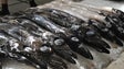 Valor de venda do peixe-espada-preto atingiu um recorde (áudio)