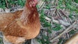 Criadores obrigados a registar galinhas poedeiras a partir de hoje mas há exceções