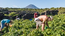 No Pico: há três vezes mais uvas que o ano passado (Vídeo)