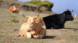 Imagem de Animais afetados transportados para a Estação Zootécnica
