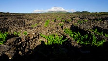 Imagem de Pico: produtores de vinho esperam boas colheitas (Som)