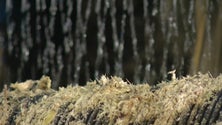 Imagem de Linha de crédito bonificado de apoio às agroindústrias (vídeo)