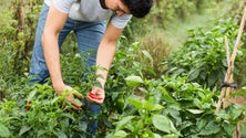 Associação Terra Verde pede mais formação profissional para o setor agrícola [Vídeo]