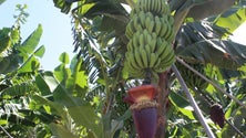 Imagem de Madeira produz 400 toneladas de banana biológica, por ano (Vídeo)