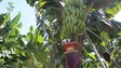 Imagem de Madeira produz 400 toneladas de banana biológica, por ano (Vídeo)