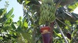 Madeira produz 400 toneladas de banana biológica, por ano (Vídeo)