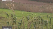 Imagem de Mau tempo cortou estradas em São Miguel (Vídeo)
