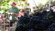 Imagem de Centenas de estrangeiros viveram Festa do Vinho da Madeira