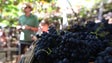 Centenas de estrangeiros viveram Festa do Vinho da Madeira