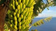 Imagem de Setor da banana caminha para um dos melhores anos de produção (áudio)
