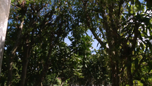 Imagem de Agricultura biológica está a crescer nos Açores (Vídeo)