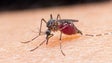 Venezuela regista maior aumento de casos de malária no mundo