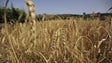 Alemanha ajuda a exportar cereais da Ucrânia